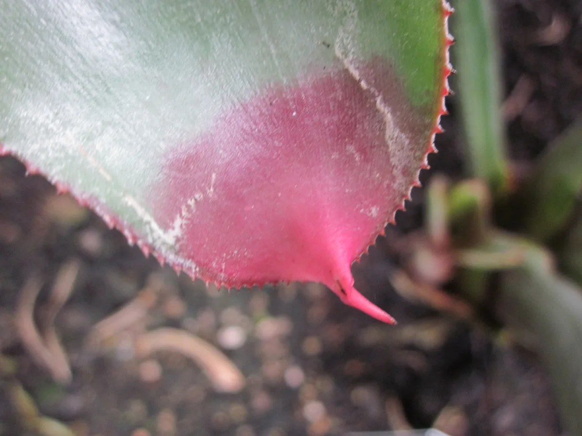 Purple Neoregelia