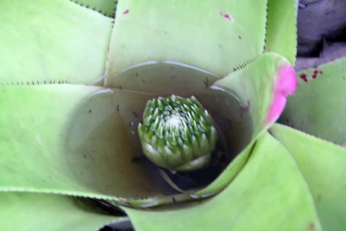 Burgundy Neoregelia