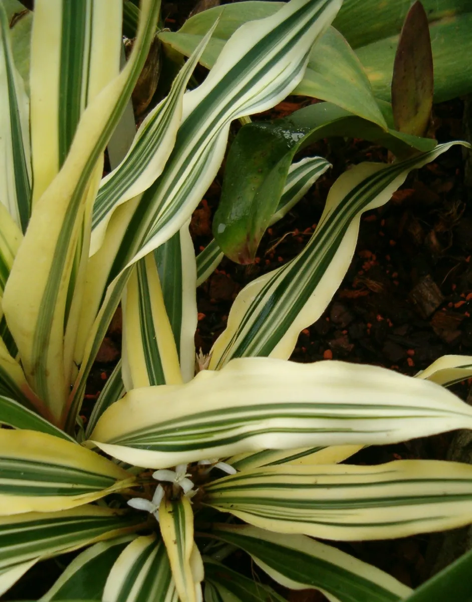 Red Earth Star (Cryptanthus bromelioides)