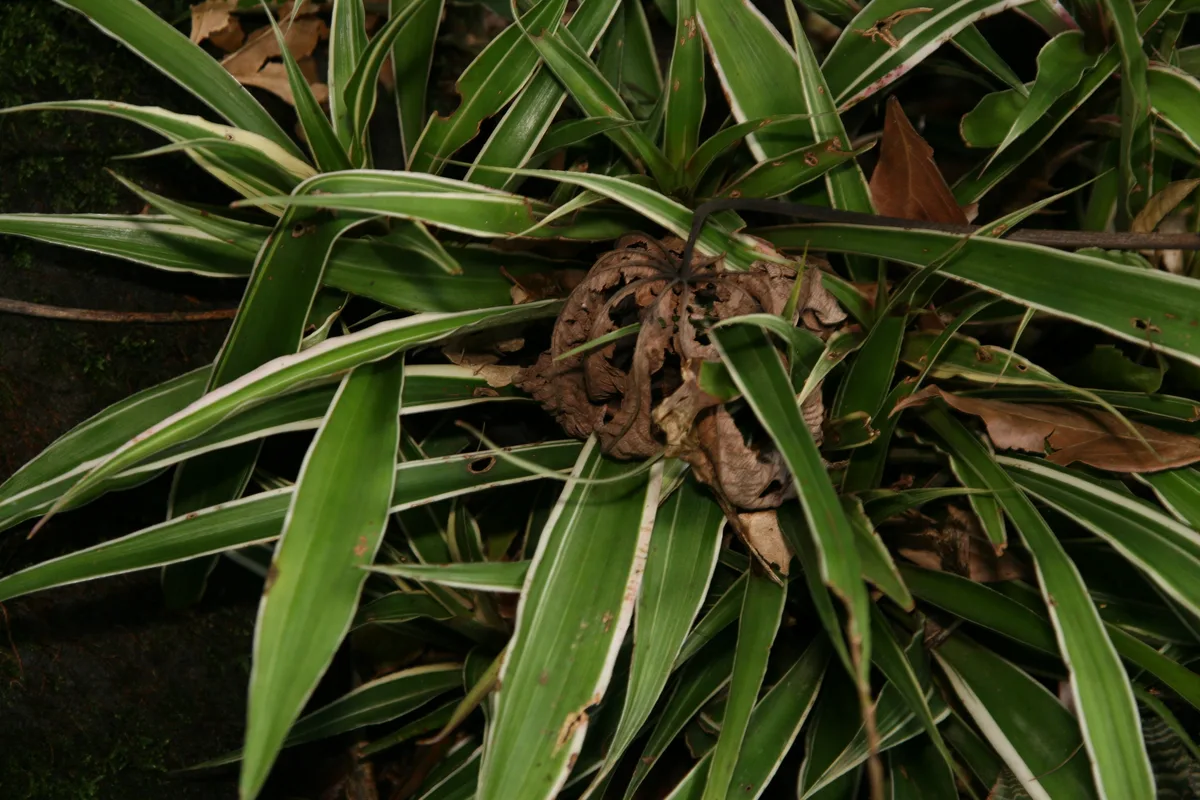 Foster Earth Star (Cryptanthus fosterianus)