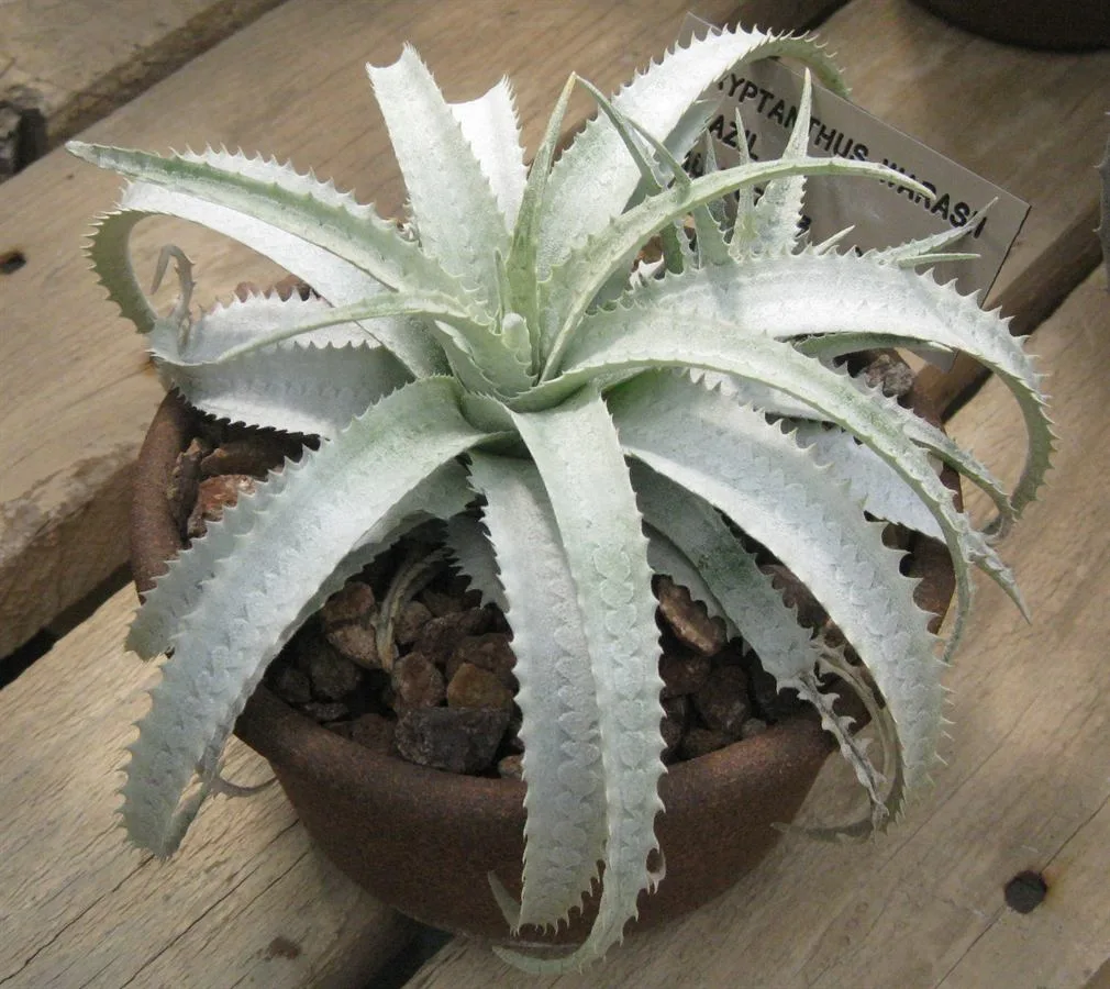 Warasii Earth Star (Cryptanthus warasii)
