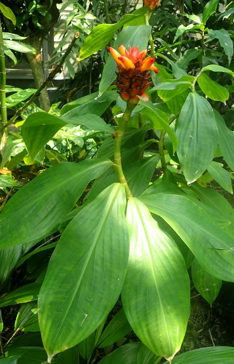Yellow Costus (Costus productus)