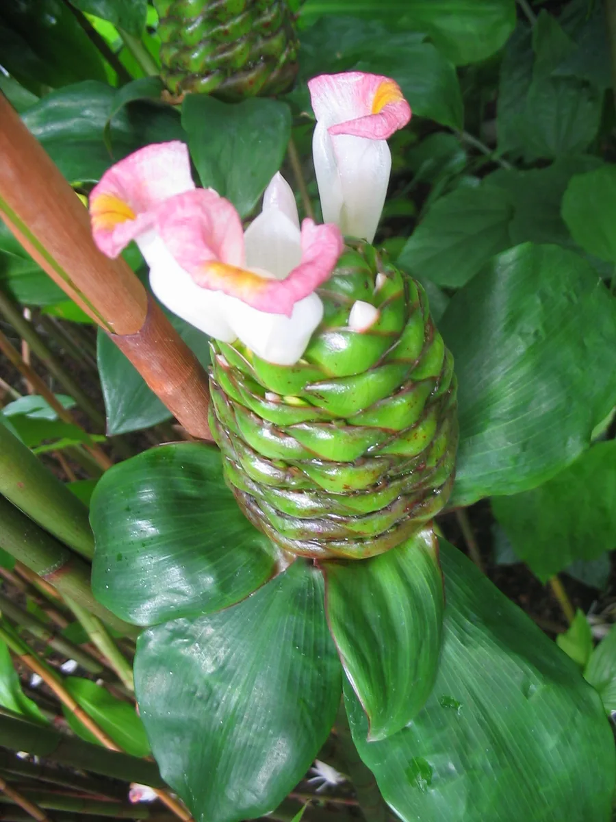 African Spiral Ginger (Costus afer)