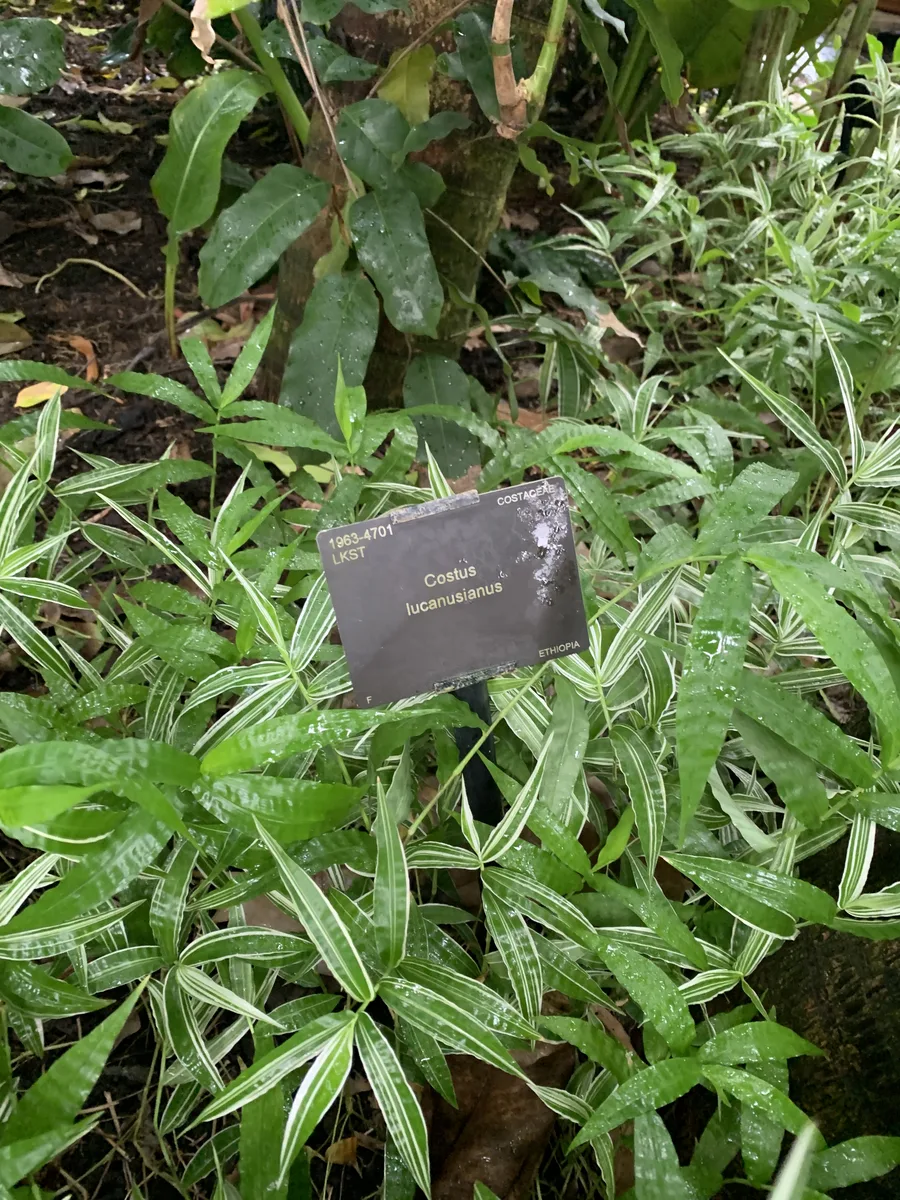 Green Spiral Ginger (Costus lucanusianus)