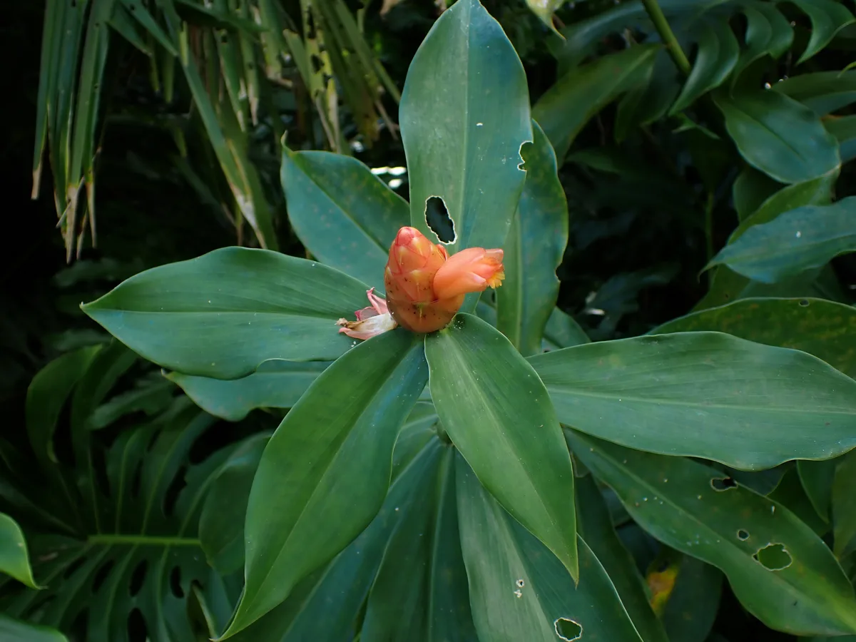 Amazon Costus (Costus scaber)