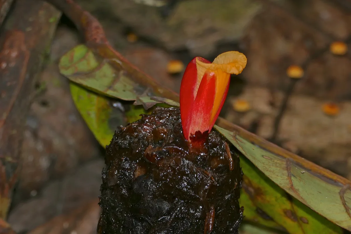 Moluccan Costus (Cheilocostus globosus)