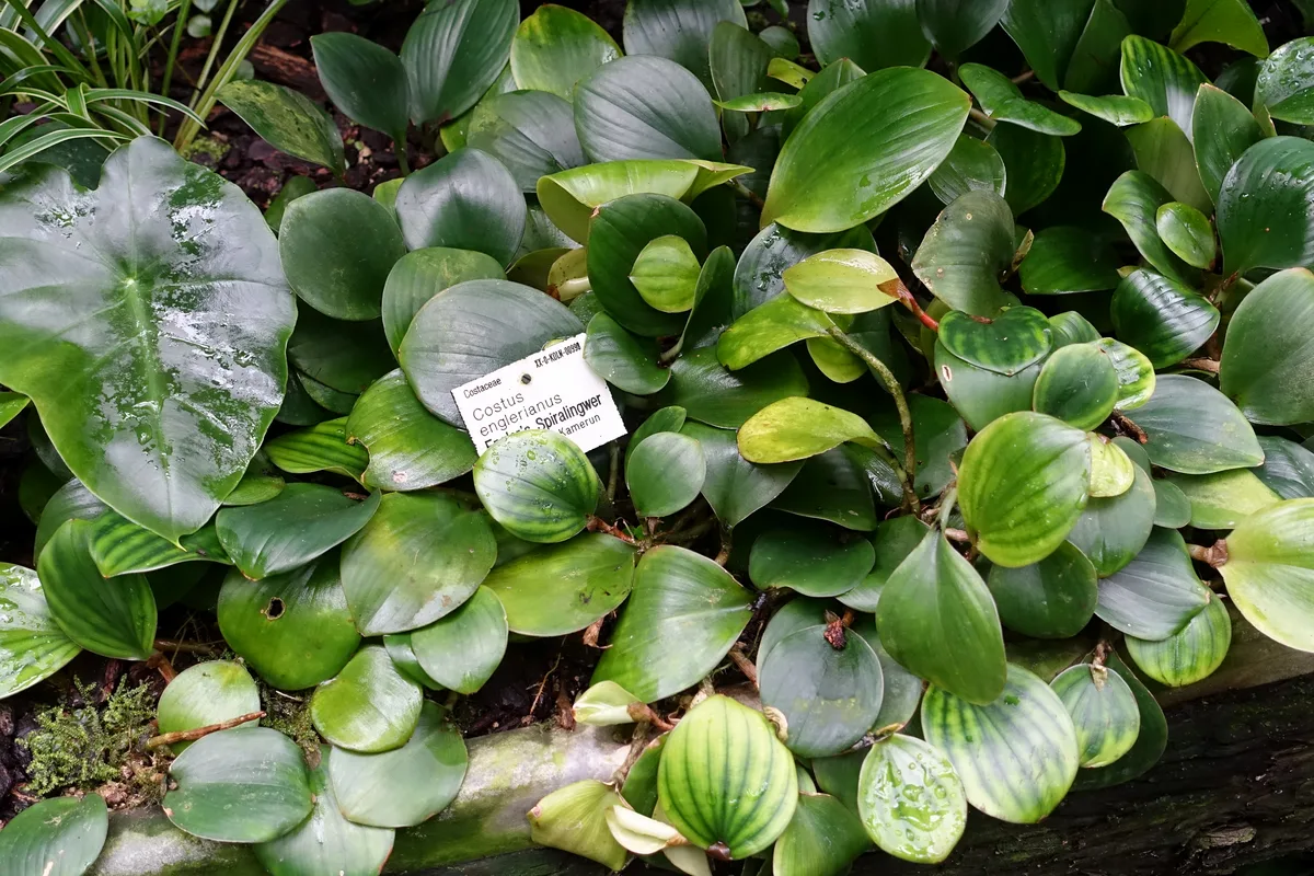 African Costus (Paracostus englerianus)