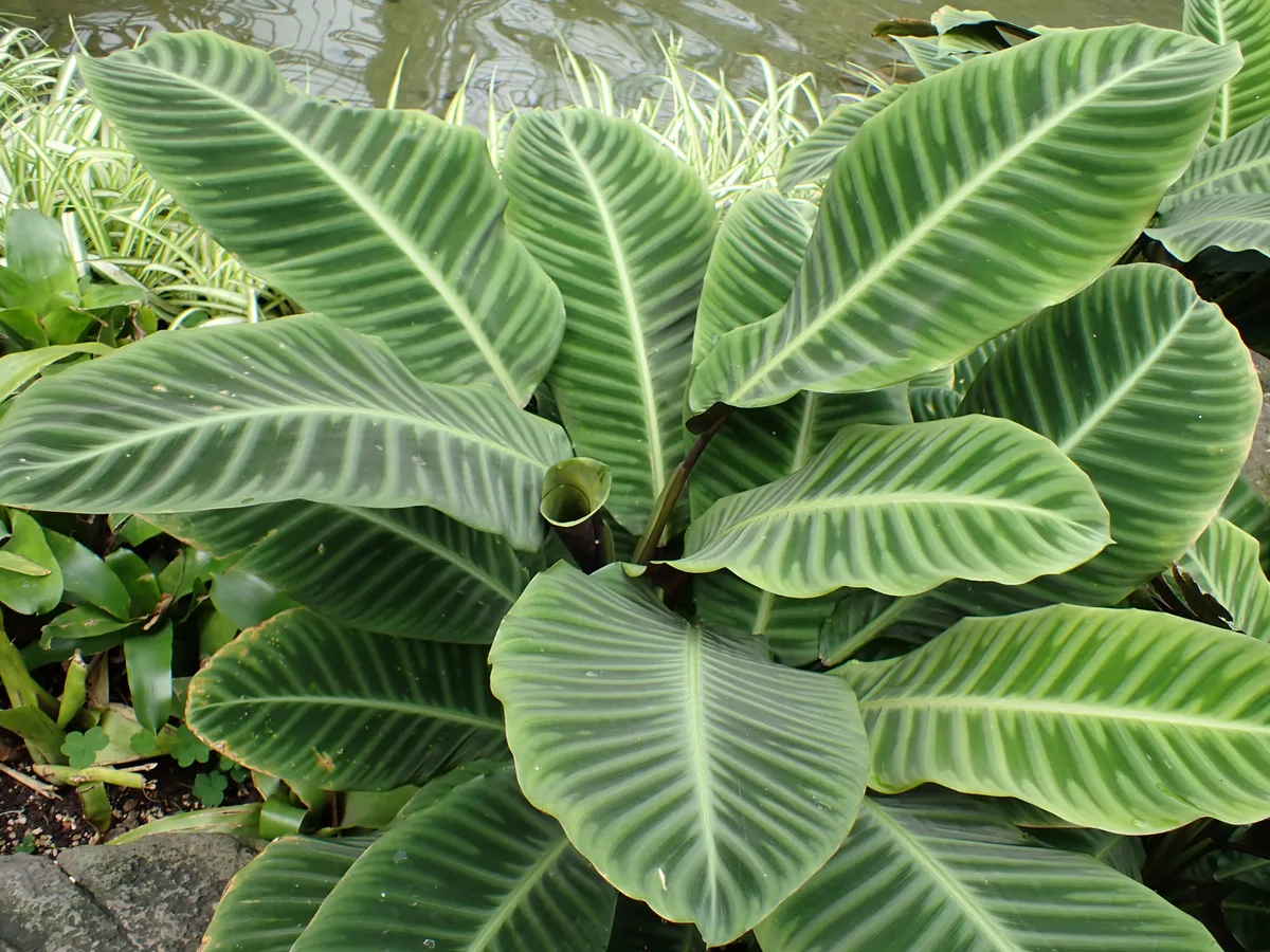 Zebra Calathea (Goeppertia zebrina)