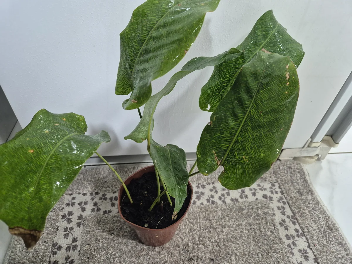 Network Calathea (Goeppertia kegeljanii)