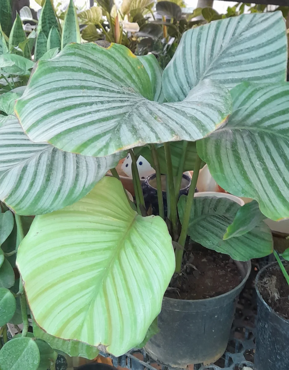 Orbifolia Calathea (Goeppertia orbifolia)