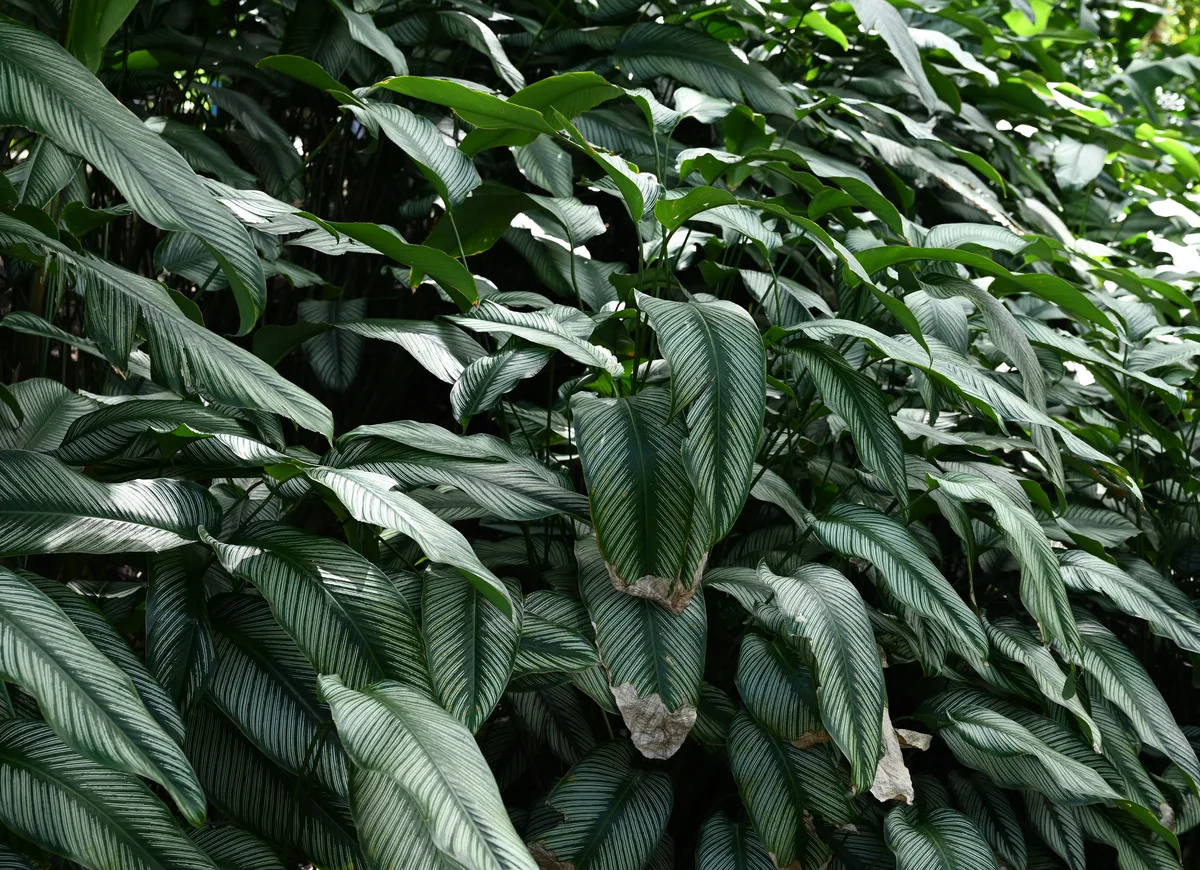 Pinstripe Calathea (Goeppertia ornata)