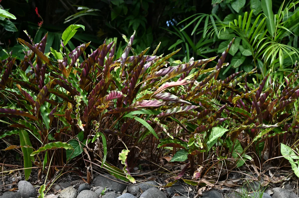 Furry Feather Calathea