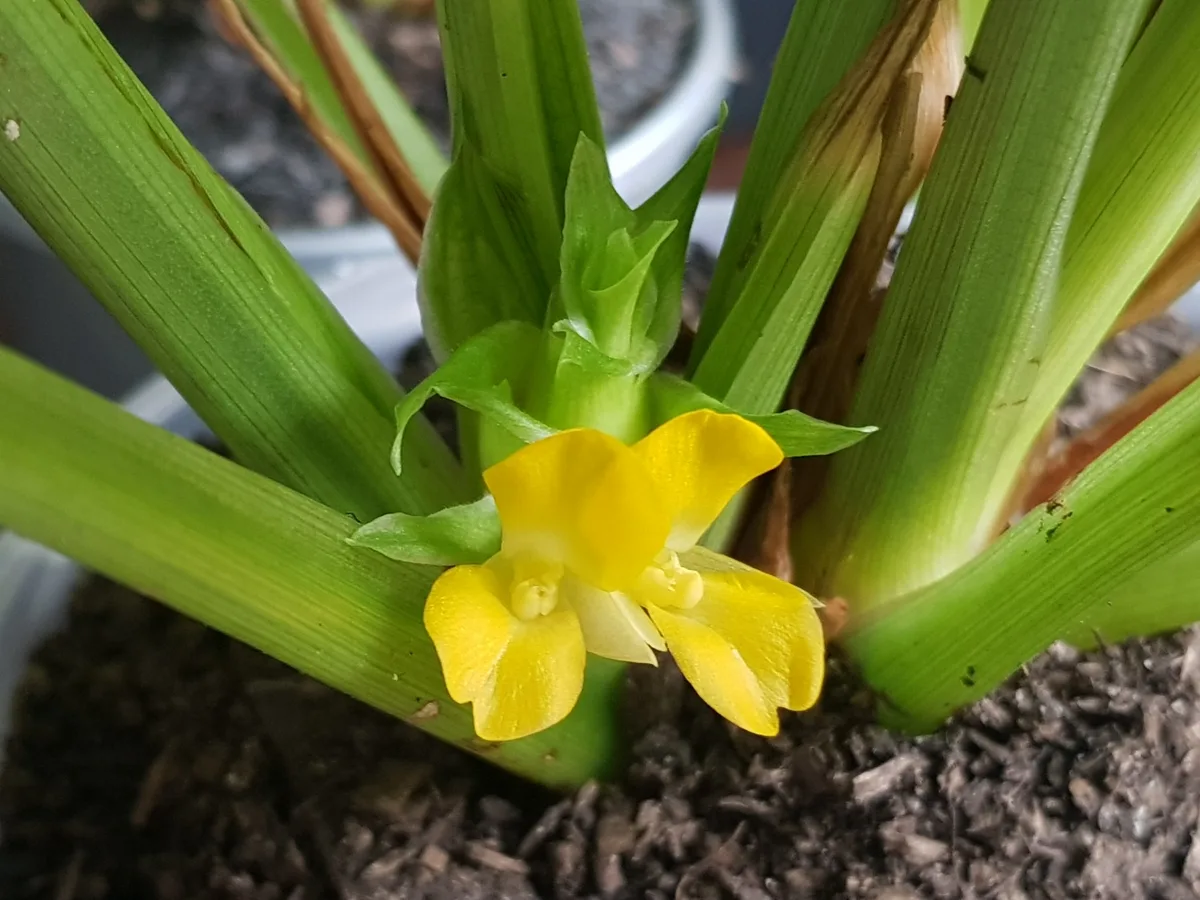 Freddie Calathea (Goeppertia concinna)