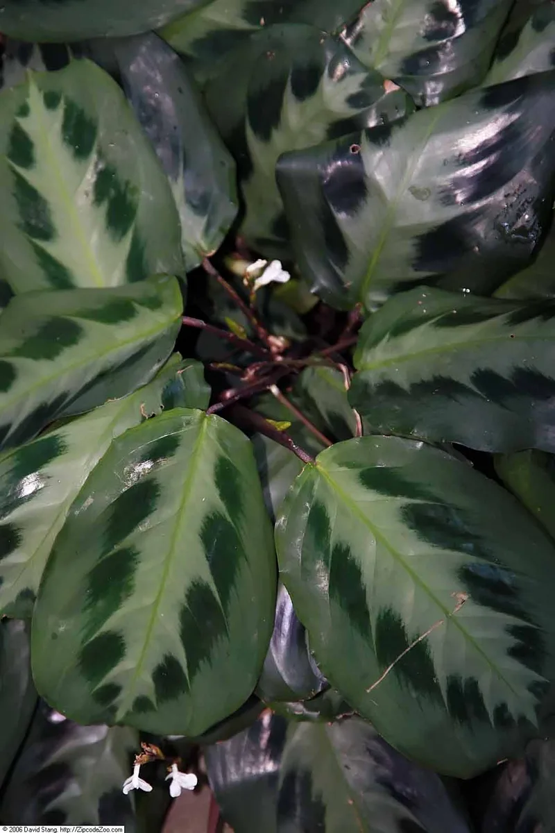 Two Color Prayer Plant (Maranta bicolor)