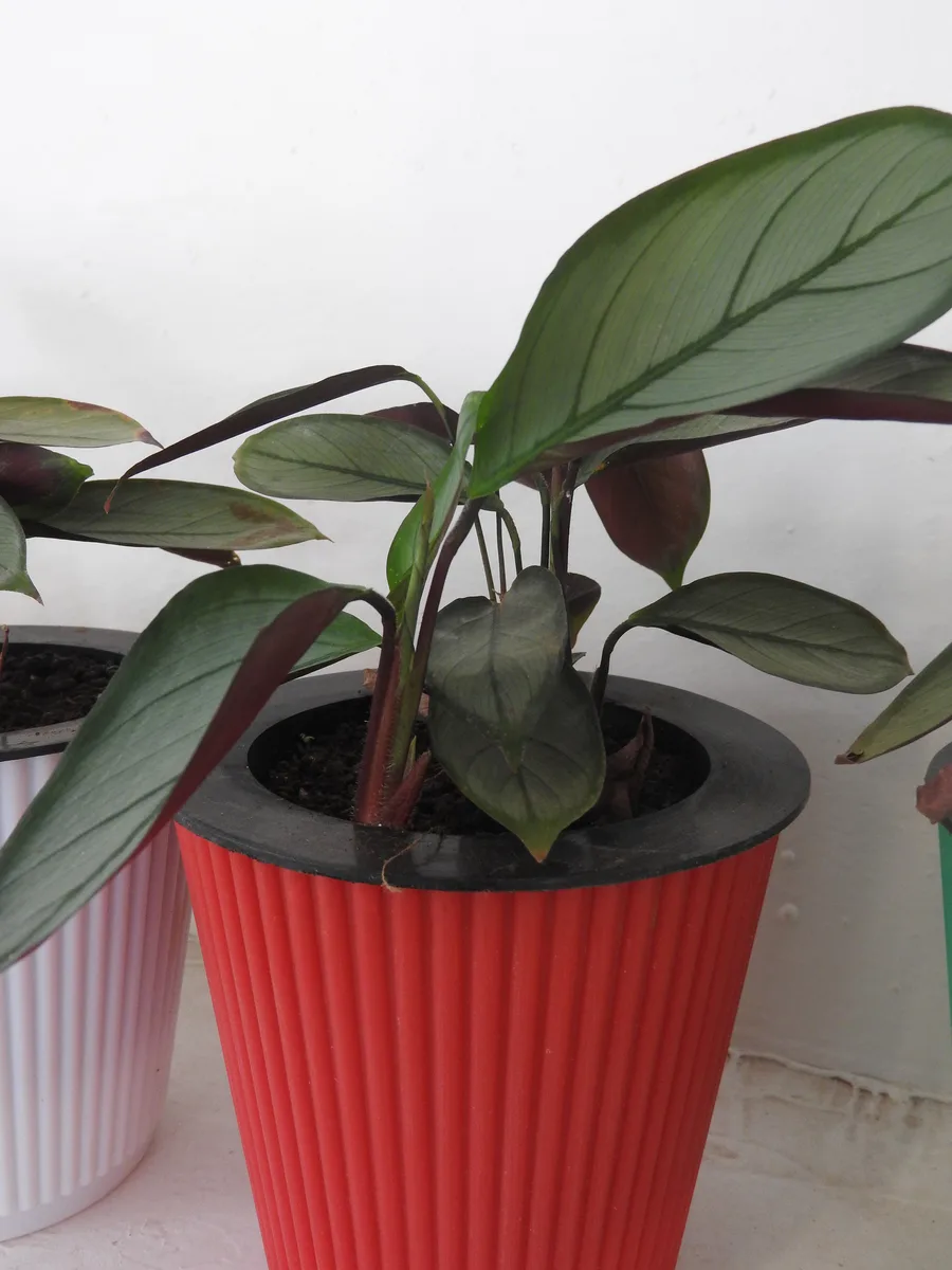 Grey Star Ctenanthe (Ctenanthe setosa)