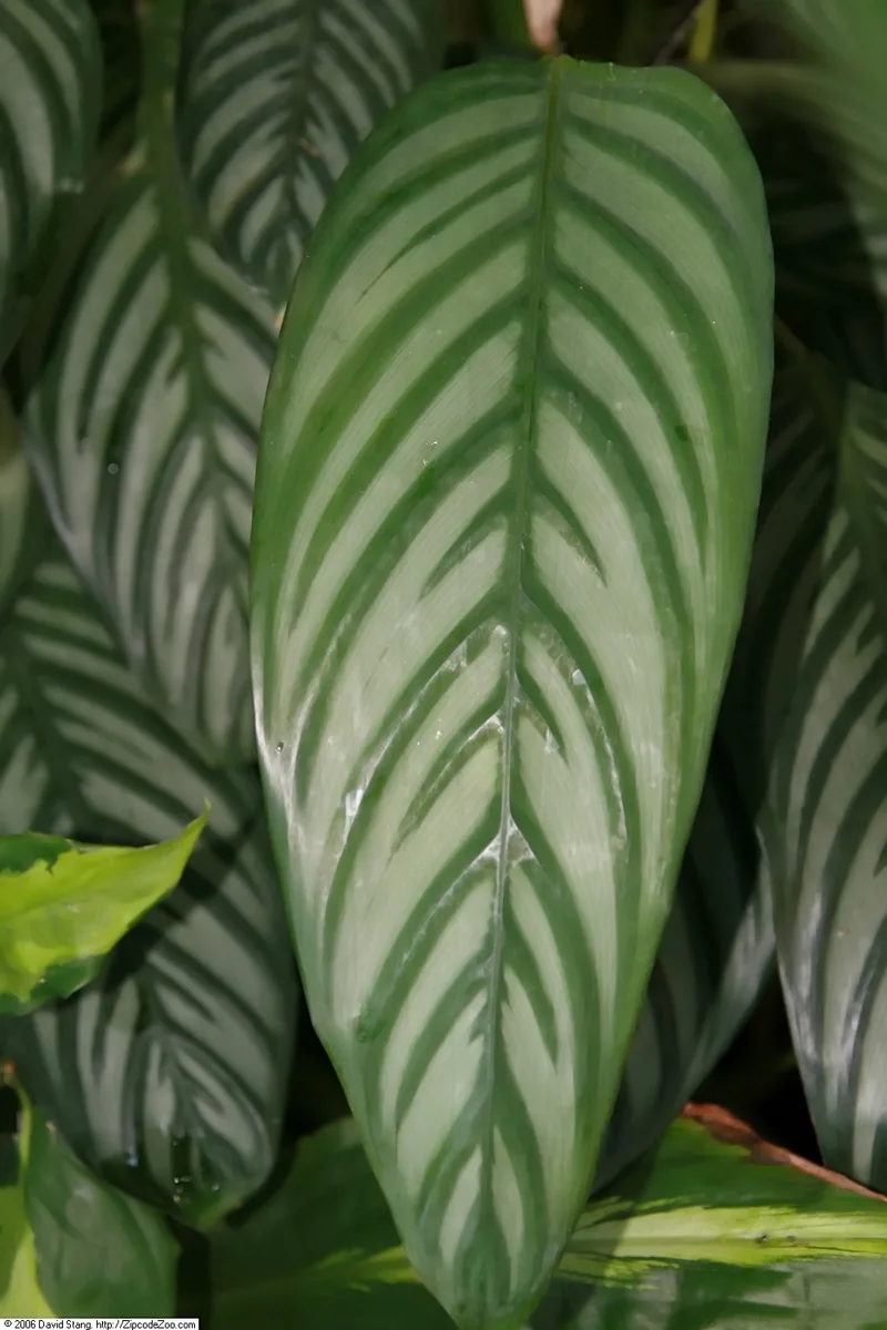 Silver Star Ctenanthe (Ctenanthe amabilis)