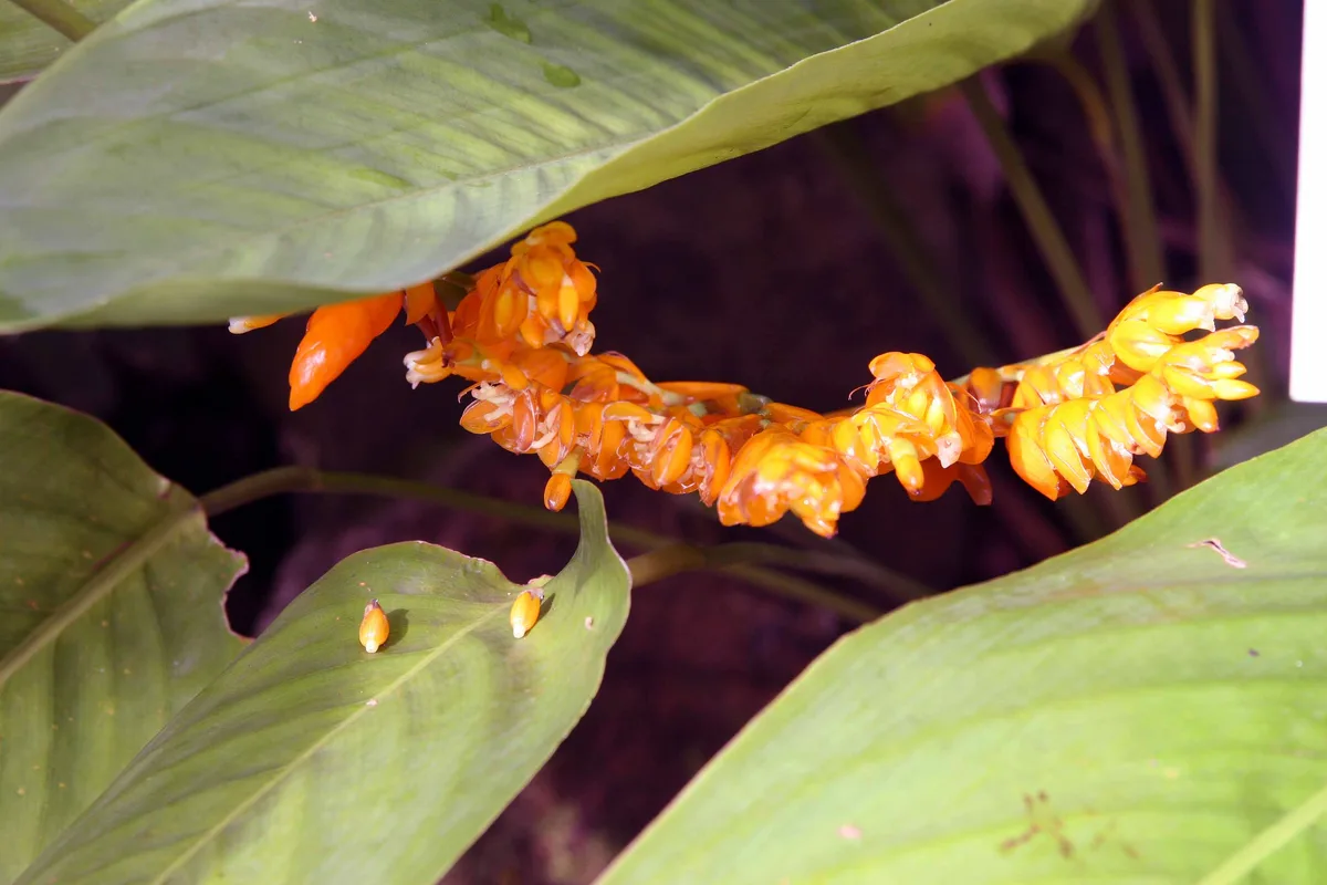 Jacquini Stromanthe (Stromanthe jacquinii)