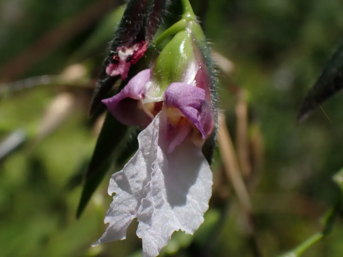 Red Stem Thalia