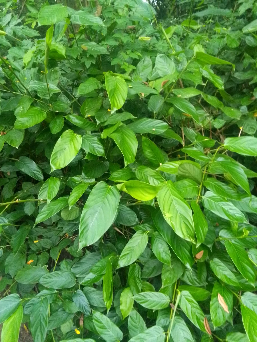 Cameroon Marantochloa