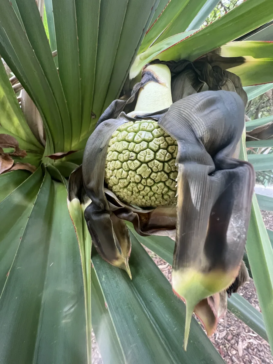 Red Edge Pandanus