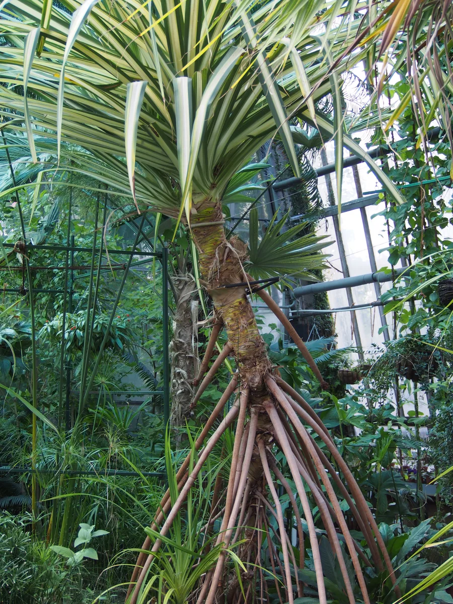 Madagascar Pandanus (Pandanus baptistii)
