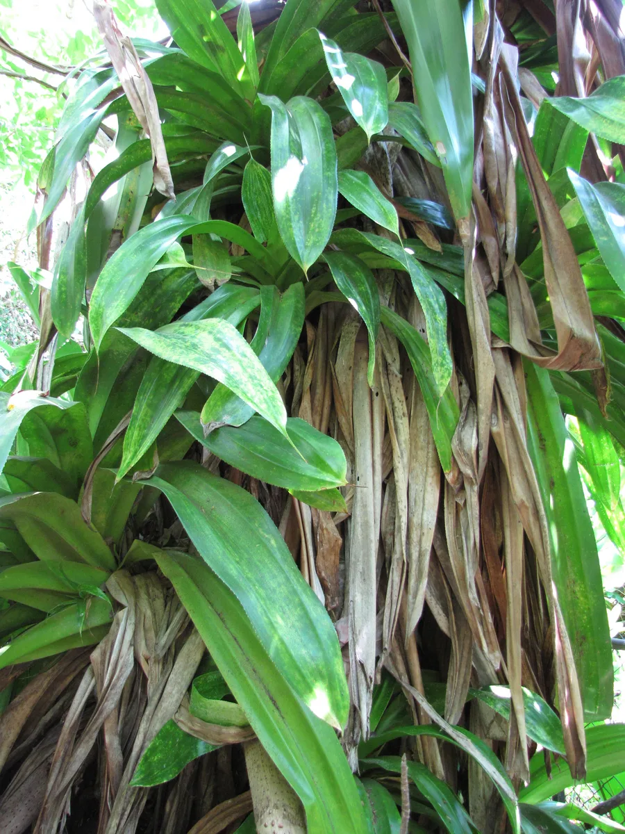 Beach Pandanus (Pandanus dubius)