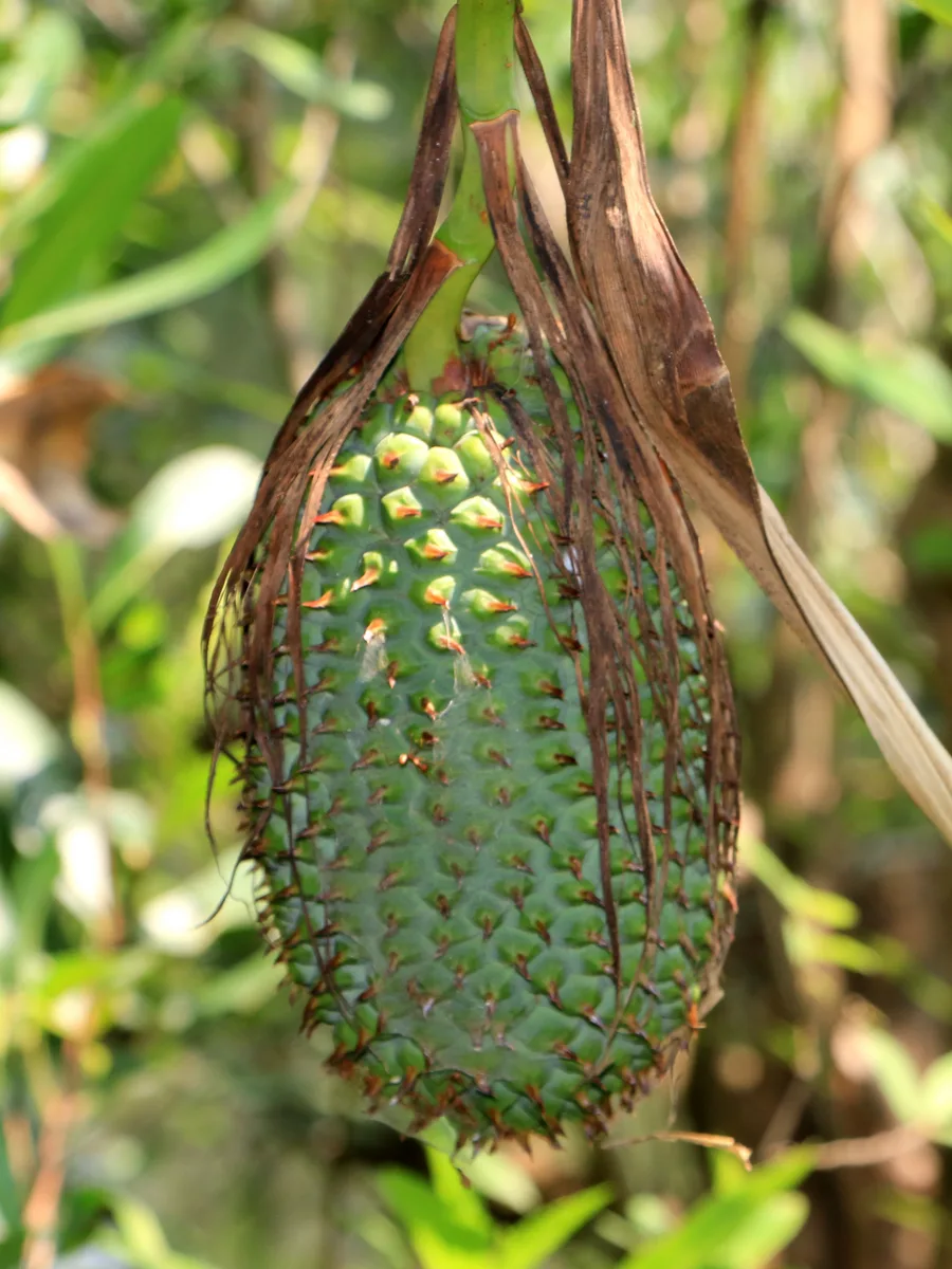 Forest Pandanus (Pandanus furcatus)