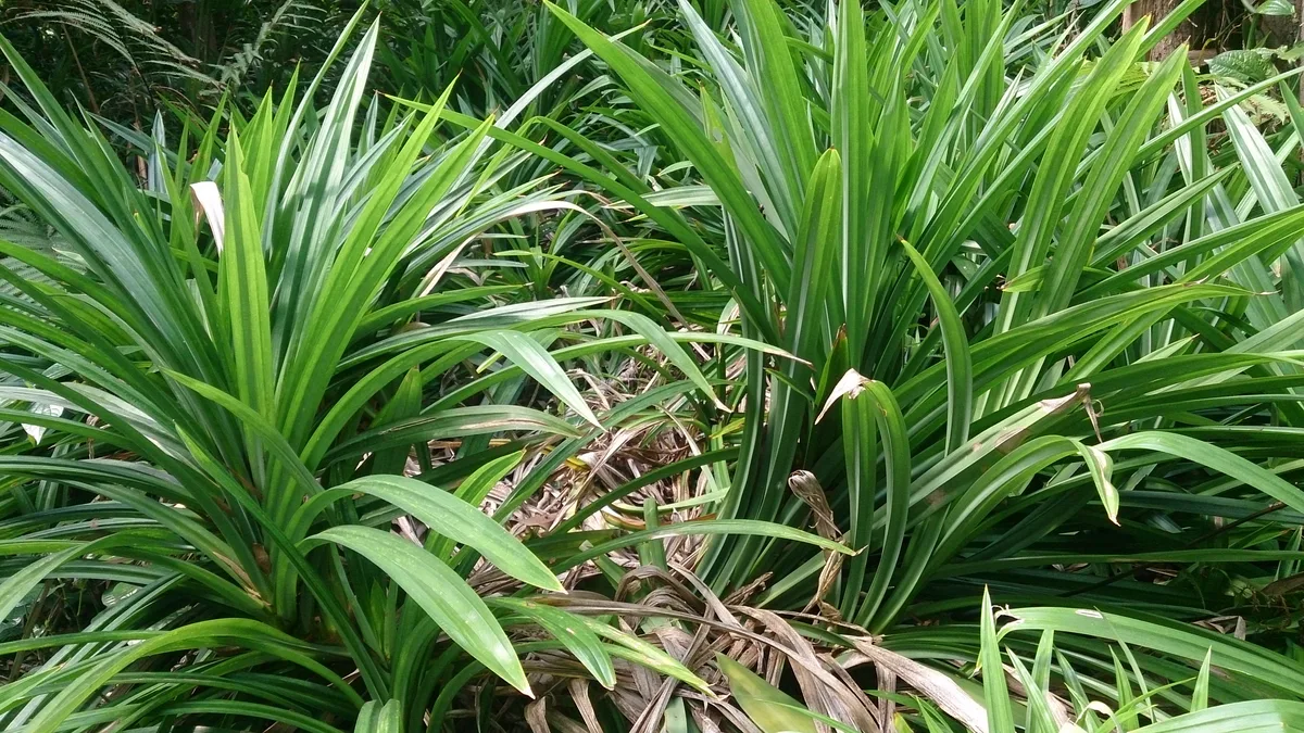 Mountain Pandanus (Pandanus amaryllifolius)