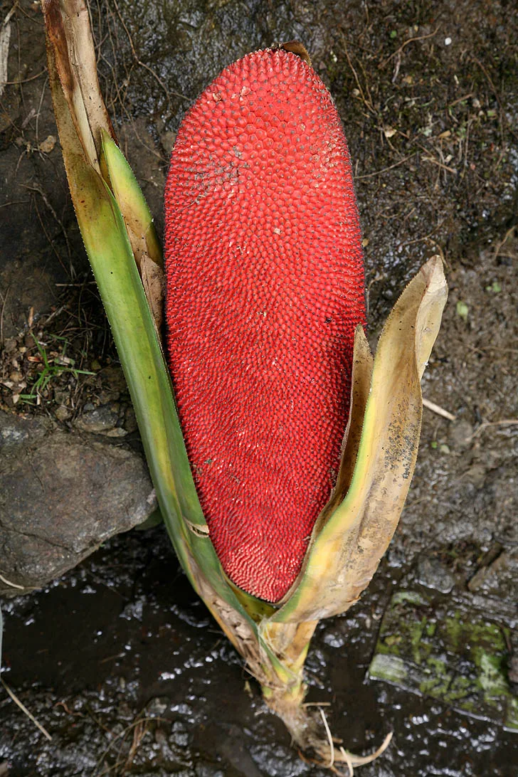 New Guinea Pandanus
