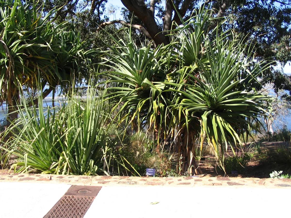 River Pandanus