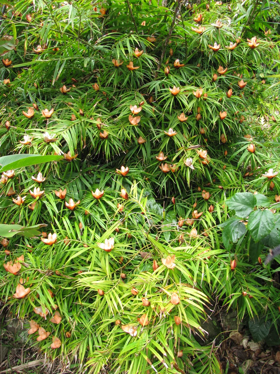 Red Freycinetia