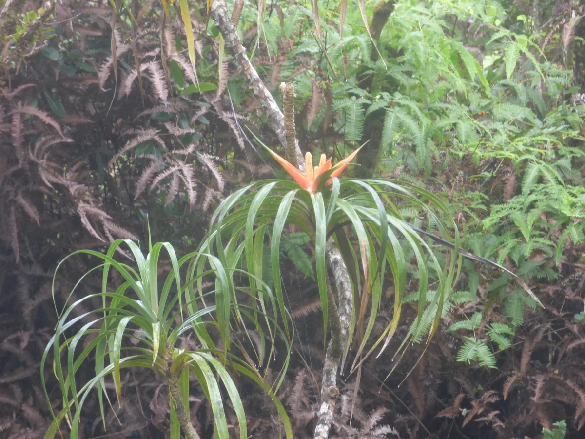 Pacific Freycinetia