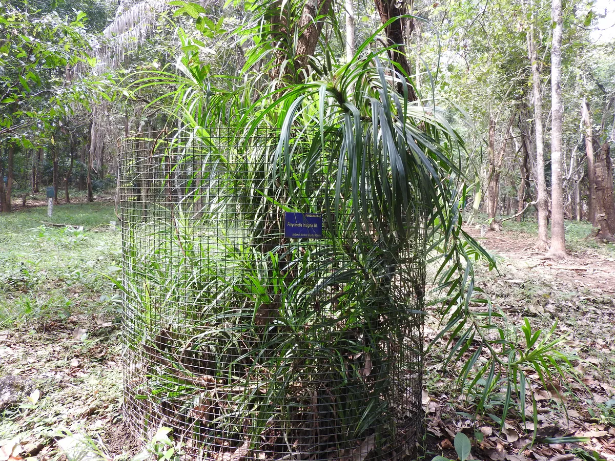 Sulawesi Freycinetia