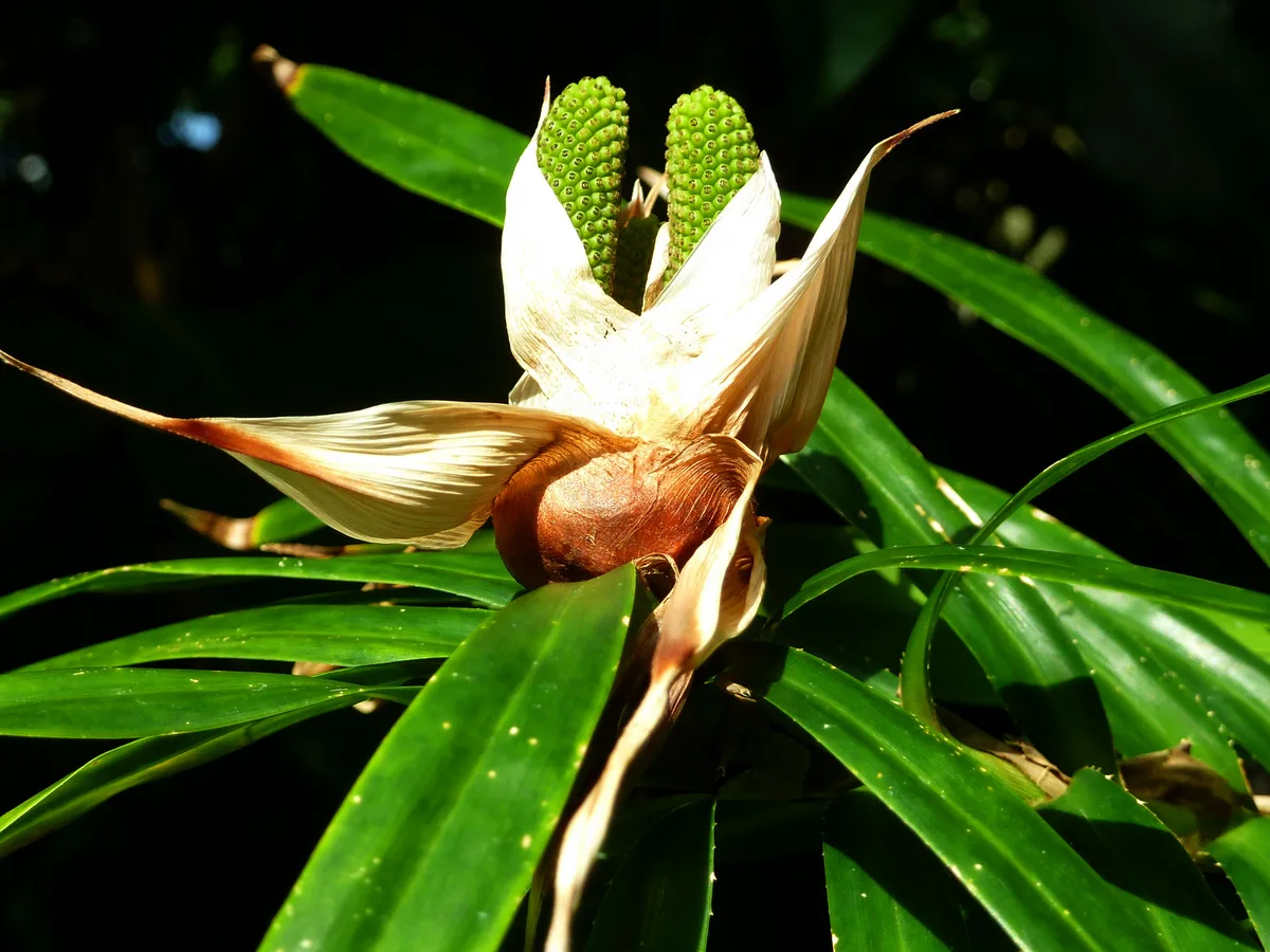 Philippine Freycinetia