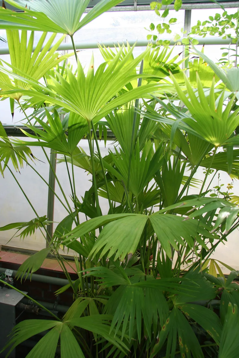 Split Leaf Carludovica (Carludovica drudei)