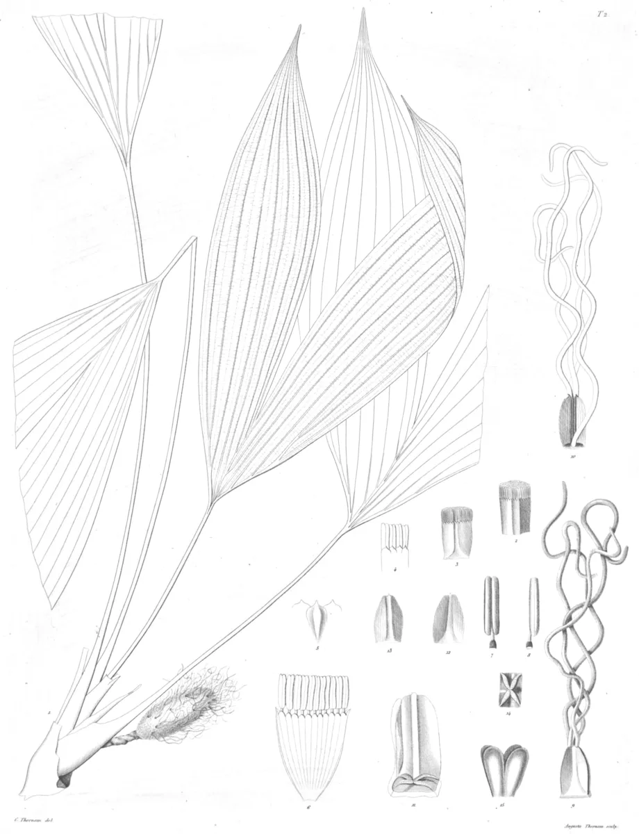 Broadleaf Asplundia (Asplundia utilis)