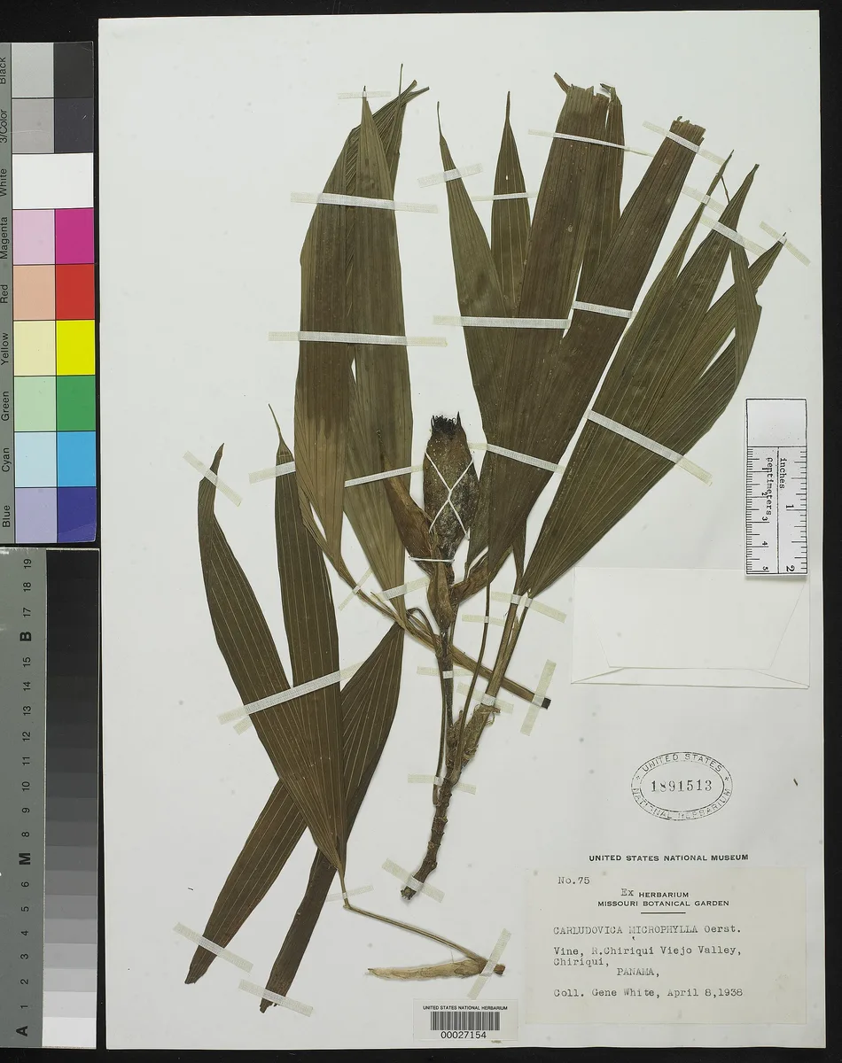 Central American Asplundia (Asplundia microphylla)