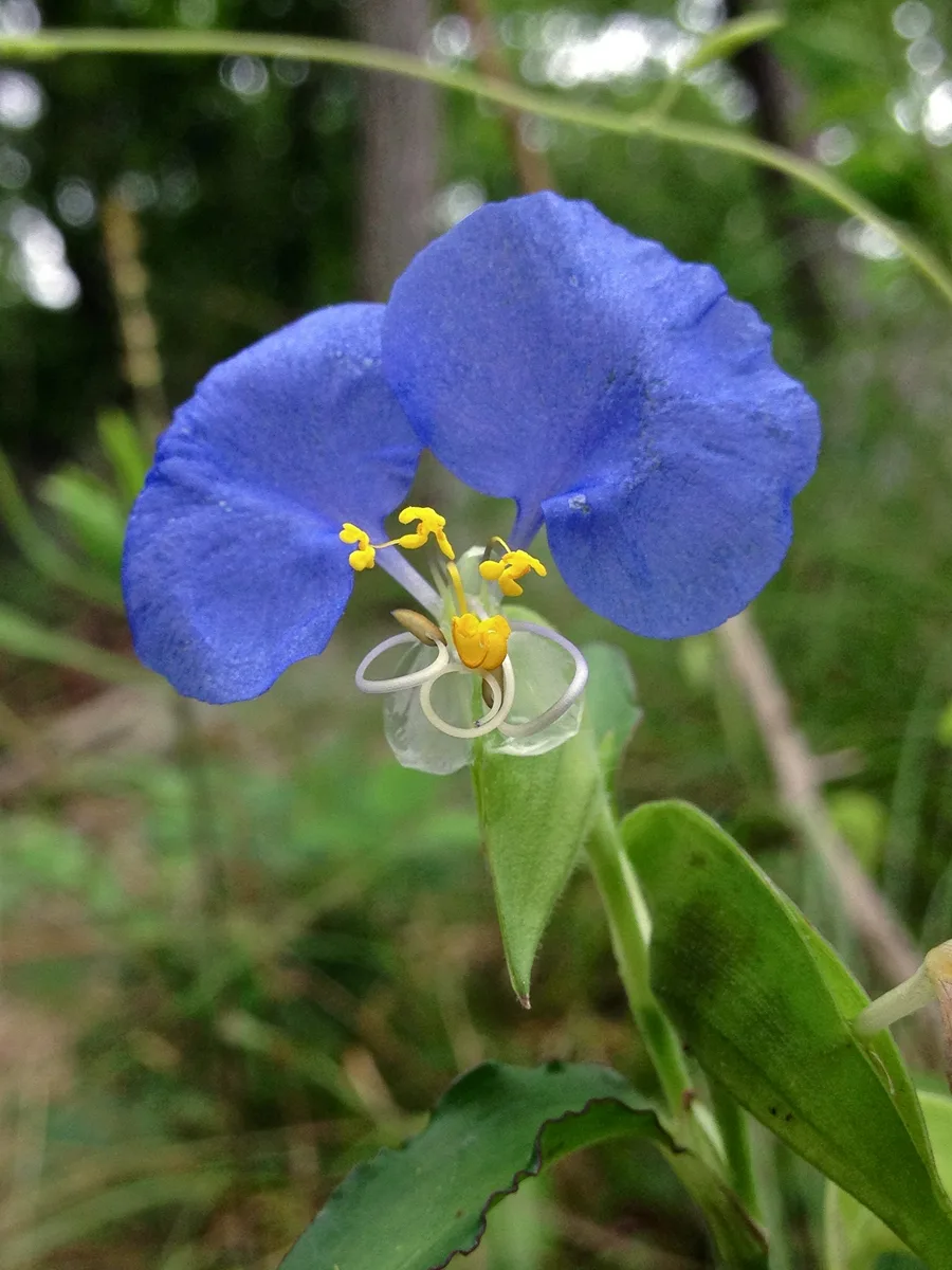 Blue Spiderwort (Commelina erecta)
