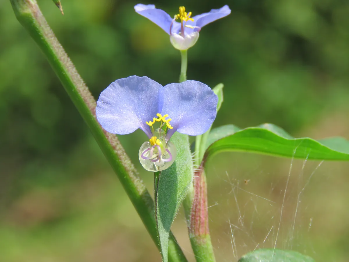 Whitemouth Dayflower (Commelina erecta var. angustifolia)