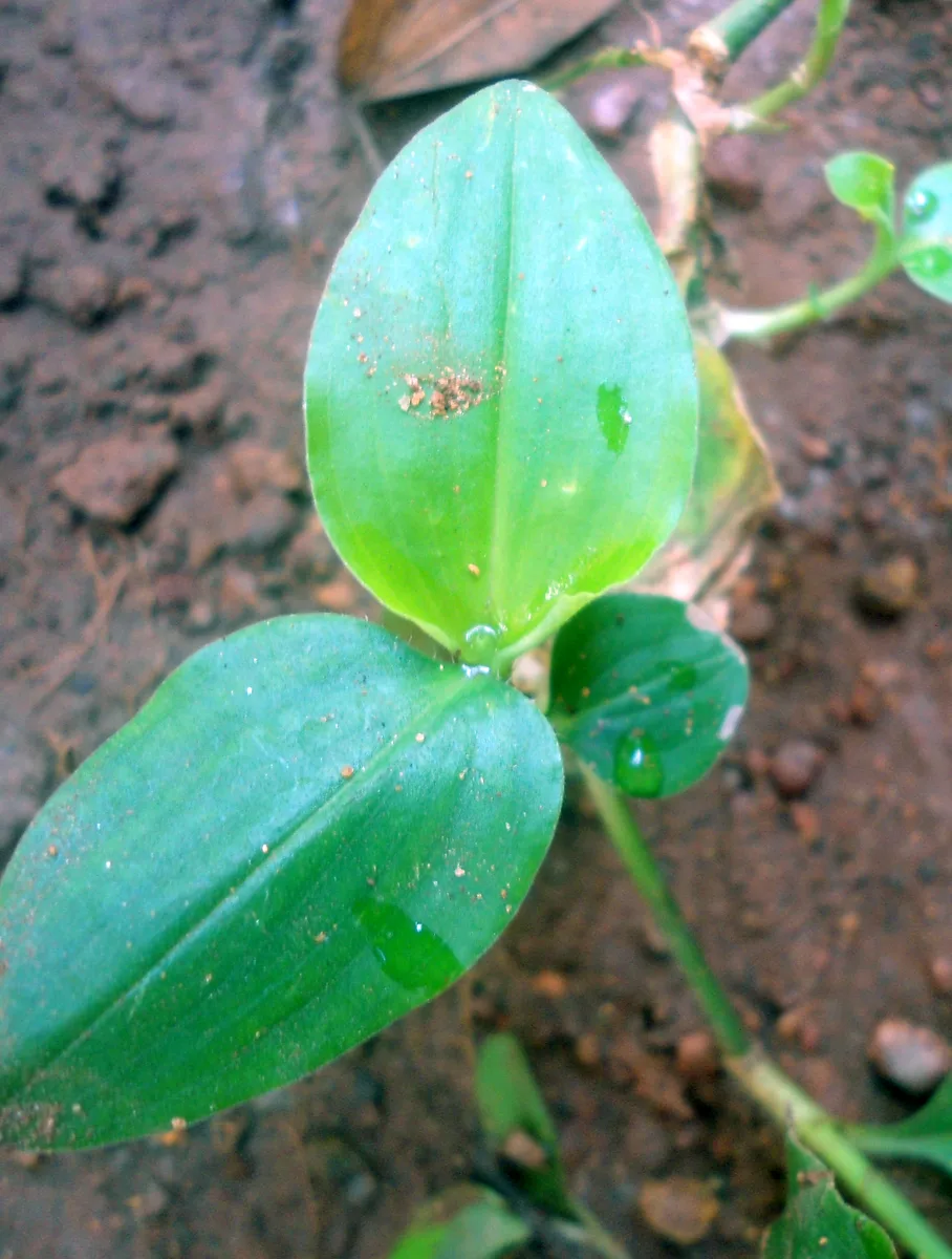 Benghal Dayflower (Commelina benghalensis)