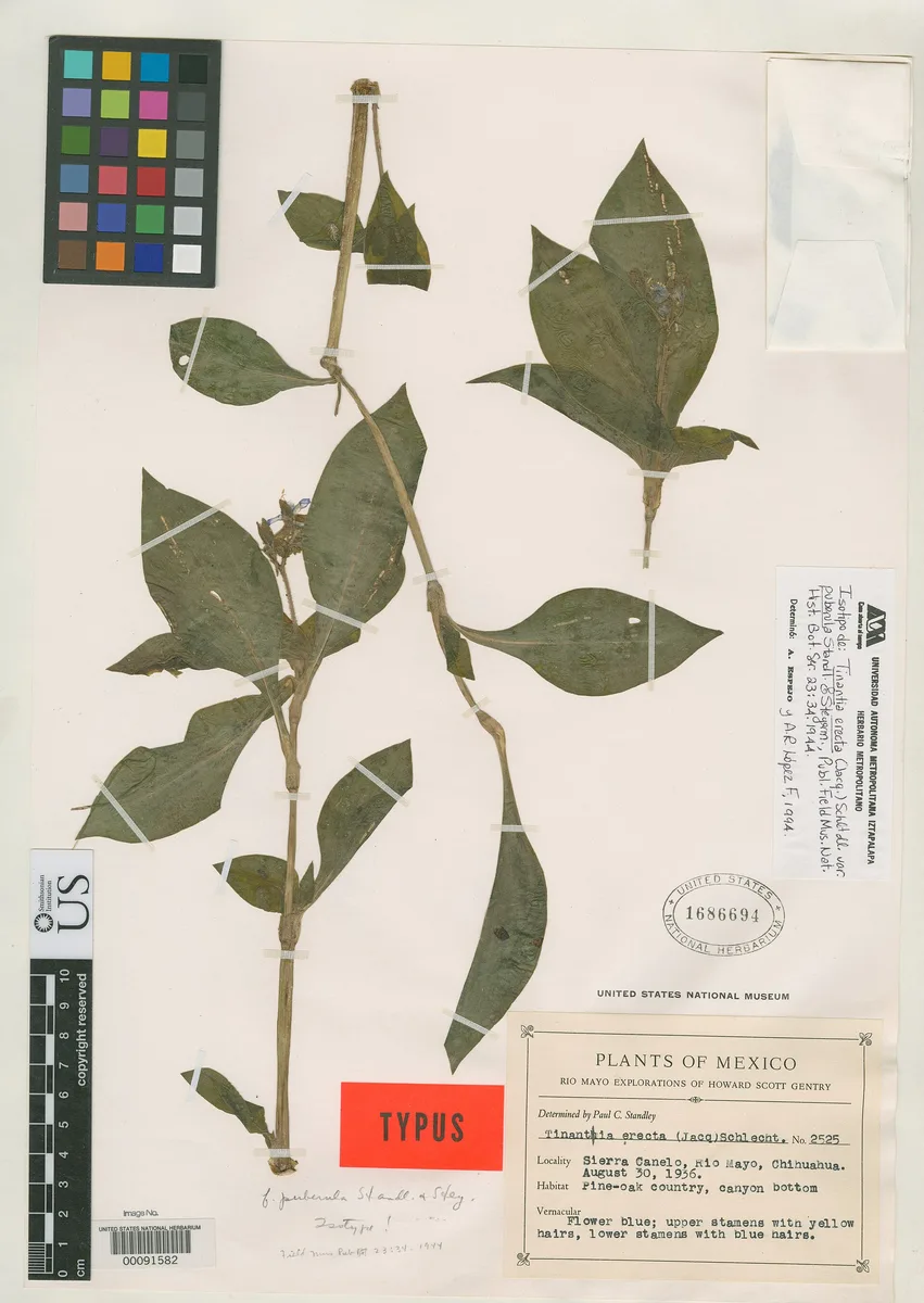 Widows Tears (Tinantia erecta)