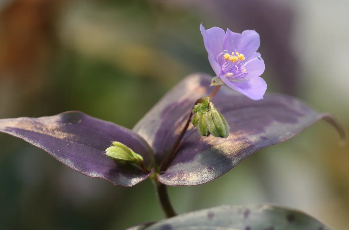 Mexican Tinantia (Tinantia pringlei)