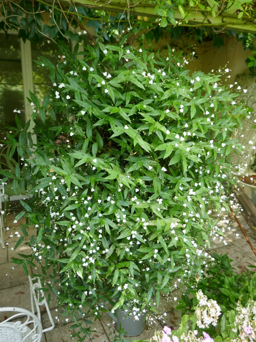Bridal Veil Plant (Gibasis pellucida)