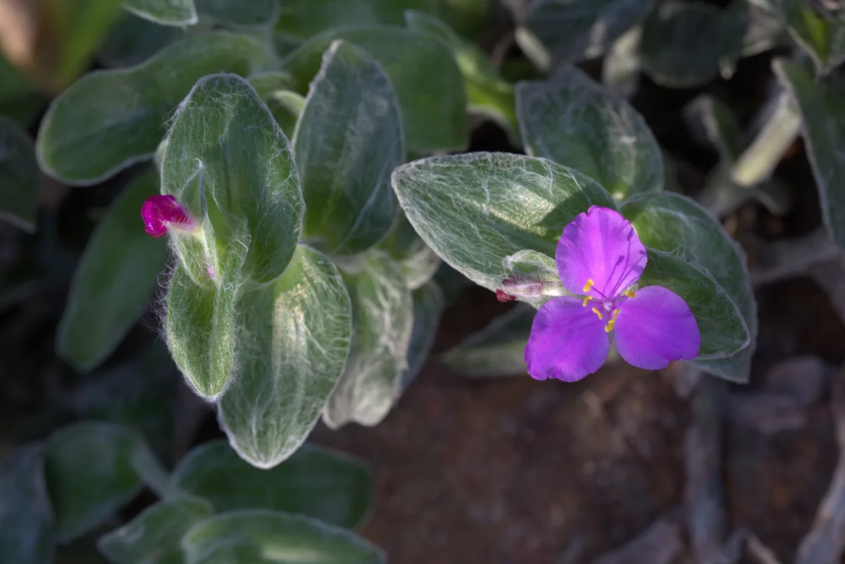 White Velvet Plant (Tradescantia sillamontana)