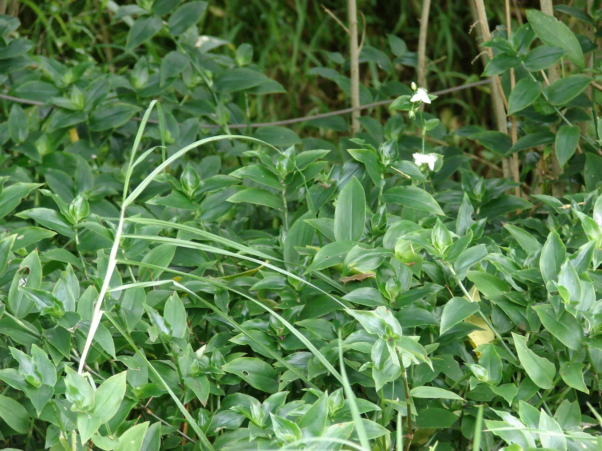 Small Leaf Spiderwort (Tradescantia fluminensis)