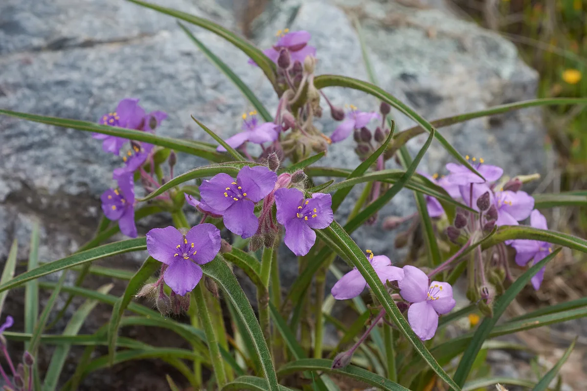Cobweb Spiderwort (Tradescantia hirsuticaulis)