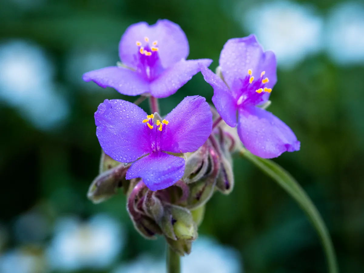 Prairie Spiderwort (Tradescantia bracteata)