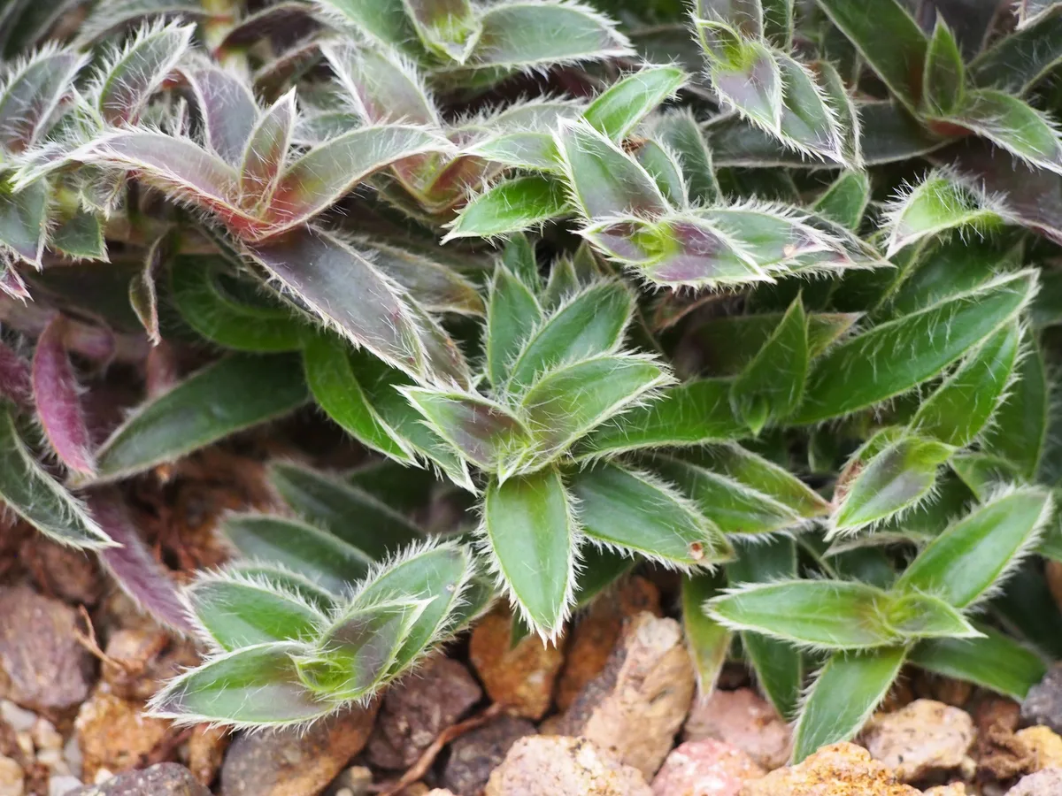 Blue Wandering Jew