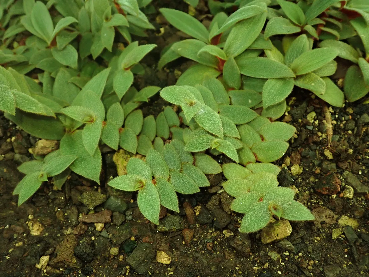 Teddy Bear Vine