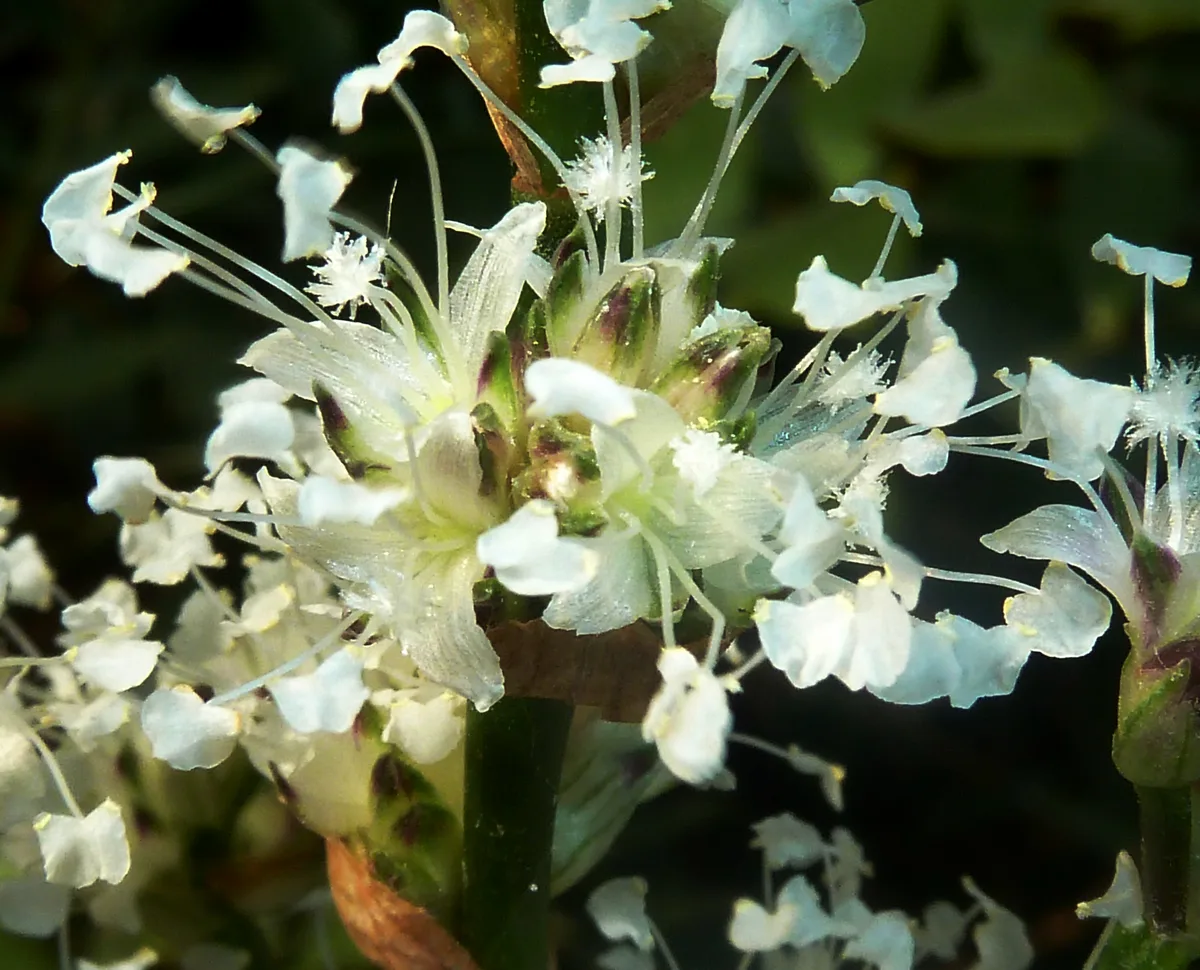 Basket Plant (Callisia fragrans)